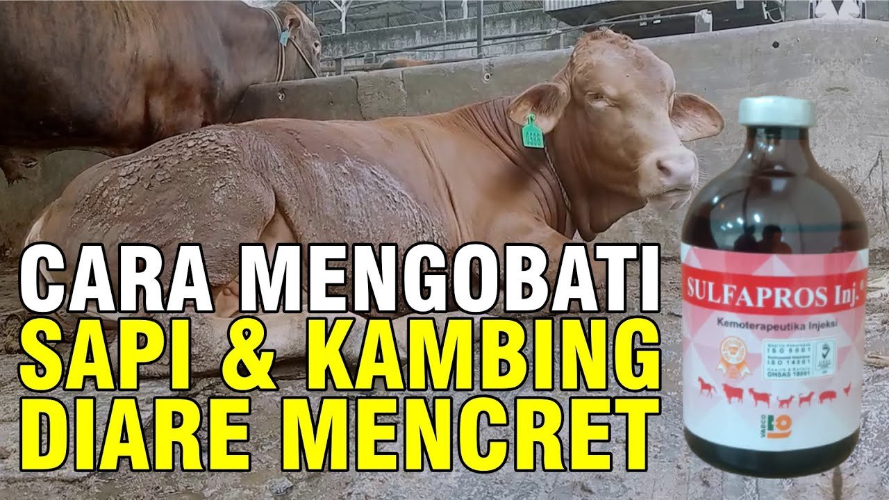 
                                 Mengobati-Sapi-Diare-Ampuh